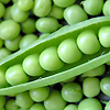 Pea Green Feast 